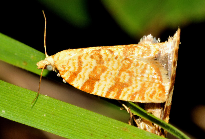 Aleimma loeflingiana  greca